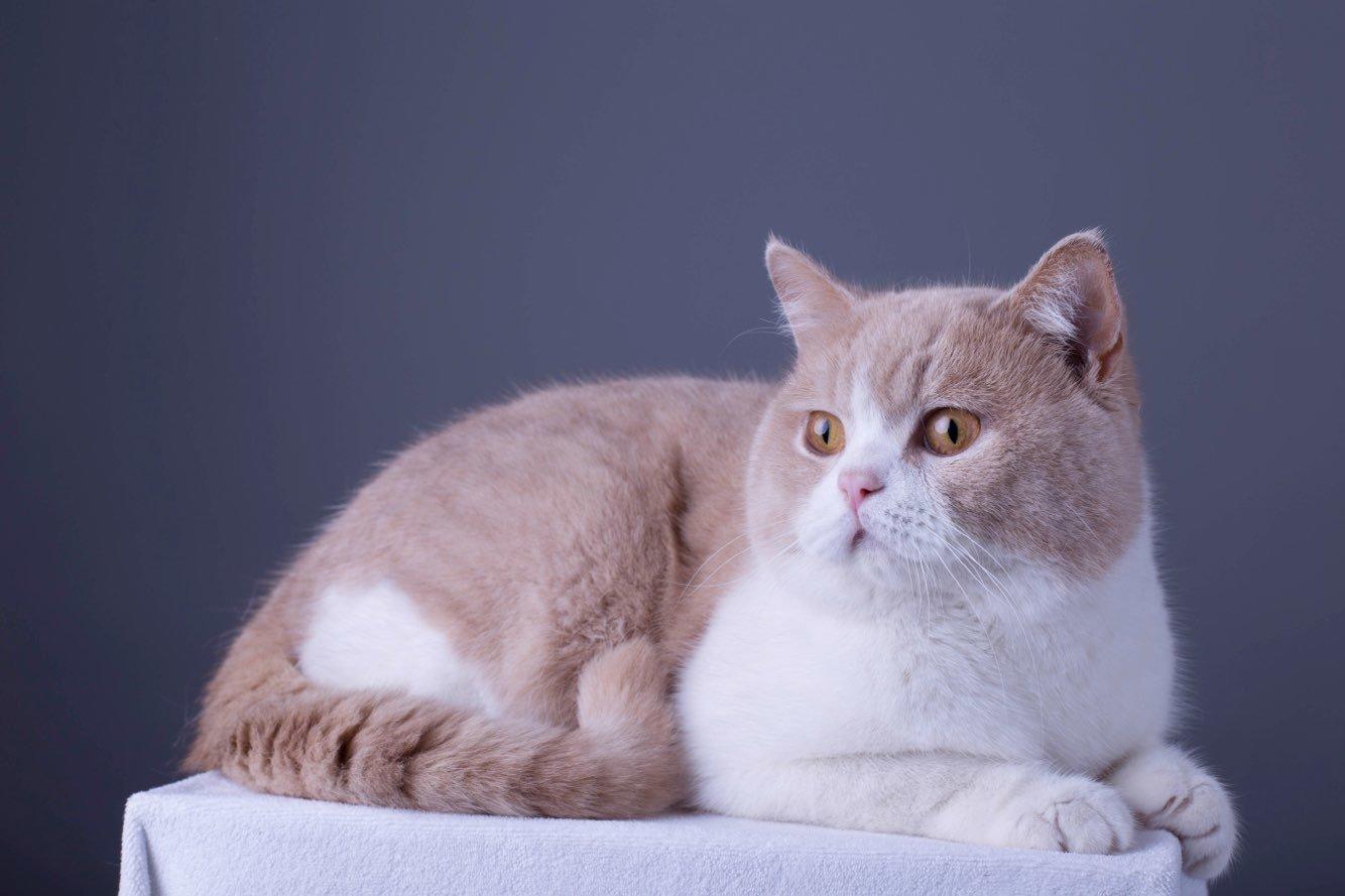 英短乳白猫重点色,英短灰白猫丁香色