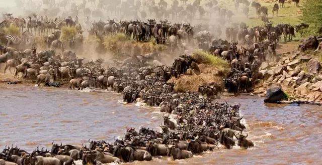 风情非洲｜肯尼亚，野性躁动之美