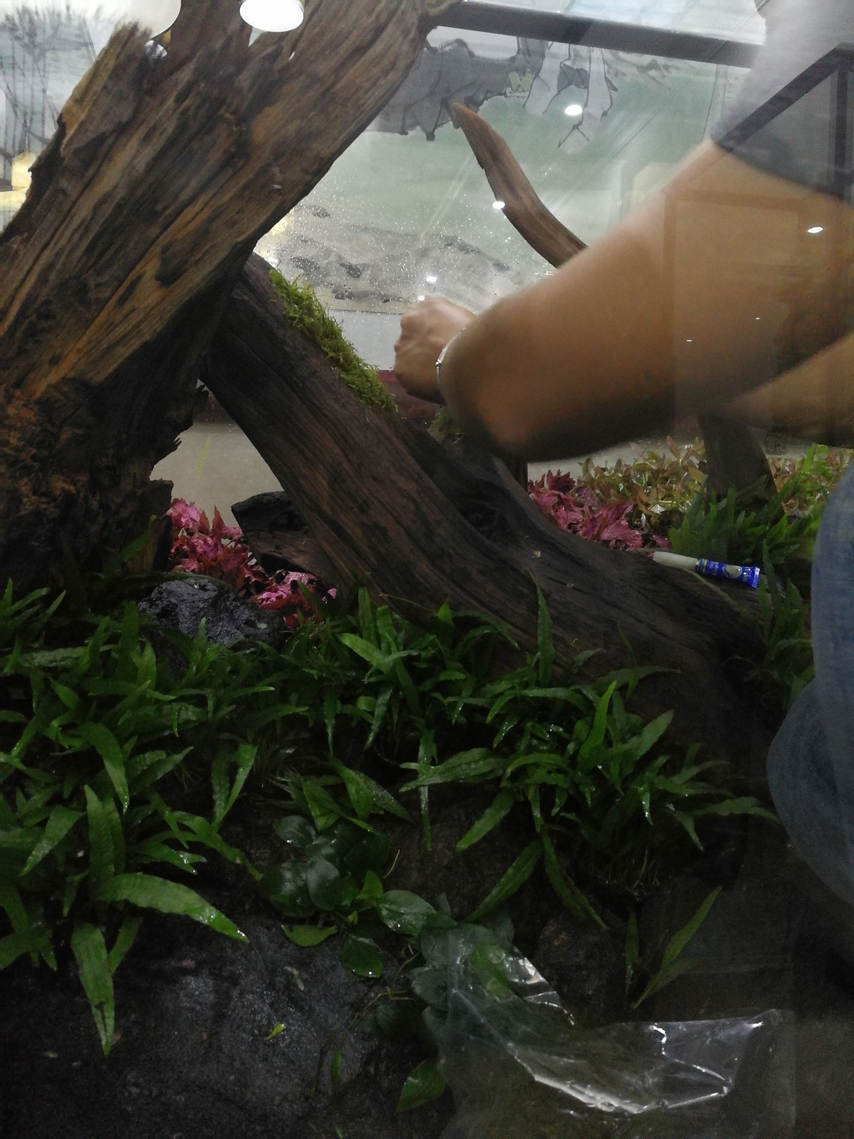 大墙鱼缸,40公分的缸养40的龙鱼