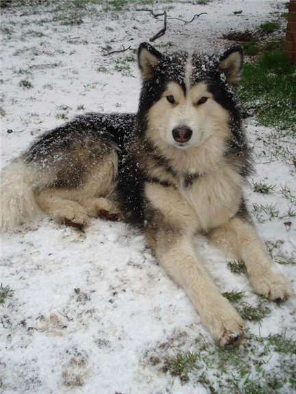 阿拉斯加缺钙严重,阿拉斯加雪橇犬缺钙怎么办