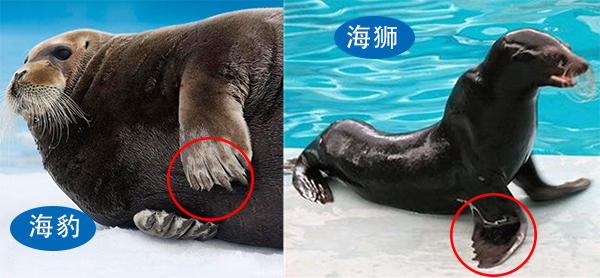 海狮海豹海象三者怎么区分,怎样才能分清海狮海豹海象