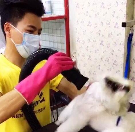 狗狗讨厌吹毛怎么办,为什么经常给狗狗吹毛还是很抗拒