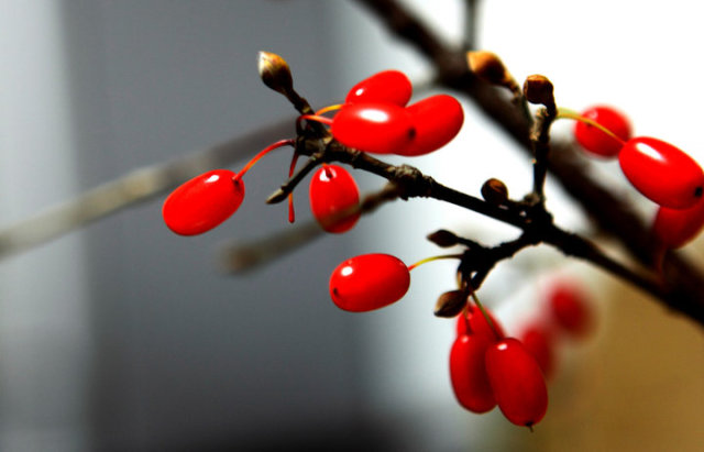 “地黄丸”们各有所爱,你别错爱喽!