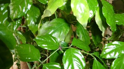 盆栽栀子花叶子变黄怎么办,盆栽石榴叶子变黄什么原因