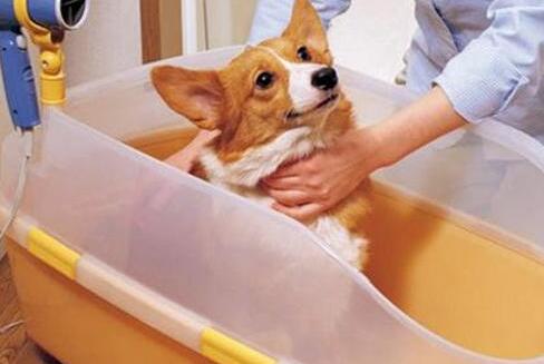 狗狗讨厌吹毛怎么办,为什么经常给狗狗吹毛还是很抗拒