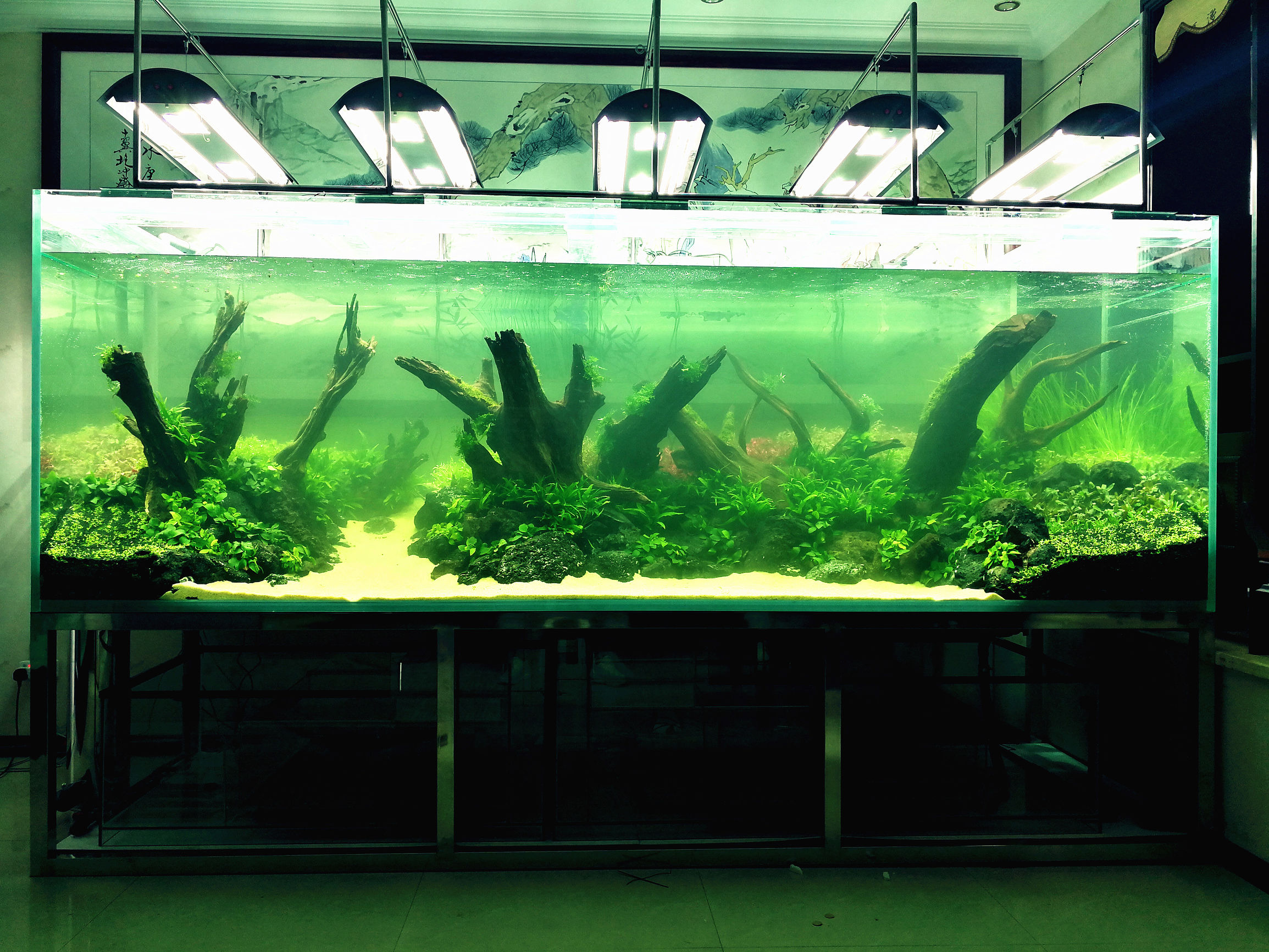 大墙鱼缸,40公分的缸养40的龙鱼