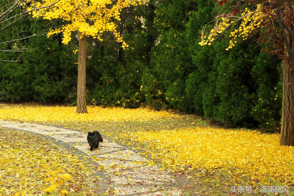 银杏果属于什么果实,银杏树结的果是什么果