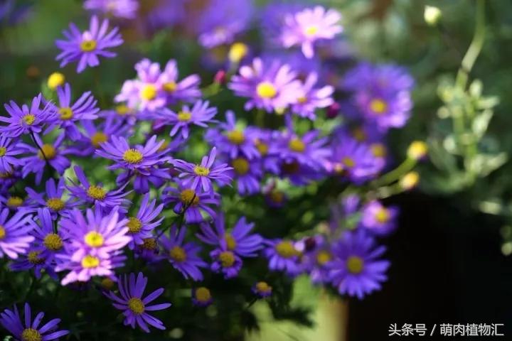 10月适合养的草花 (适合北方的春季草花)
