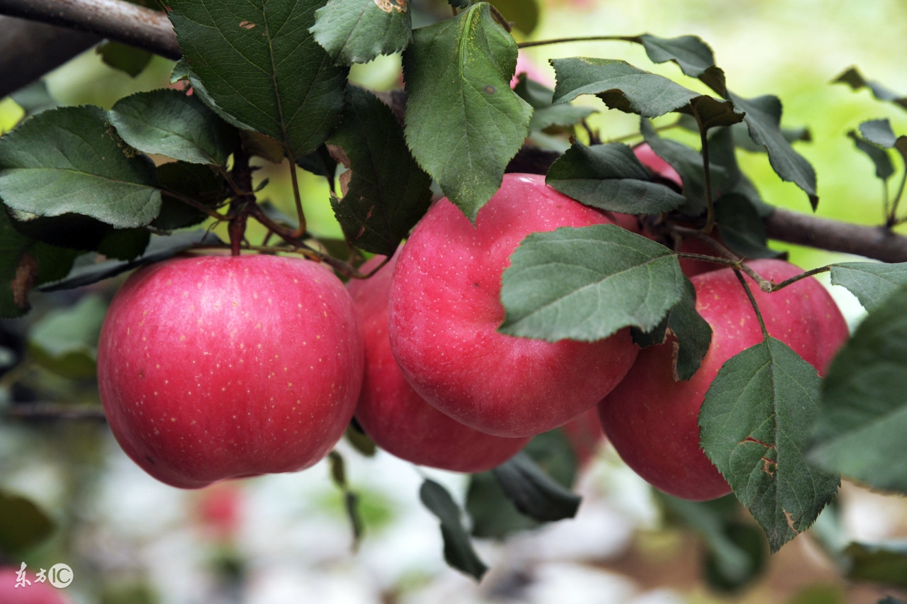 苹果为什么从来不卷,苹果为什么不环剥成花
