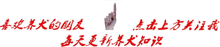 家有乖乖狗,家有乖乖小狗扑人