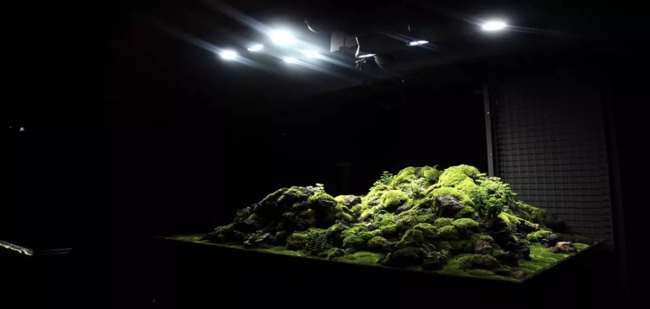 水草缸可以养龙鱼吗,震撼草缸