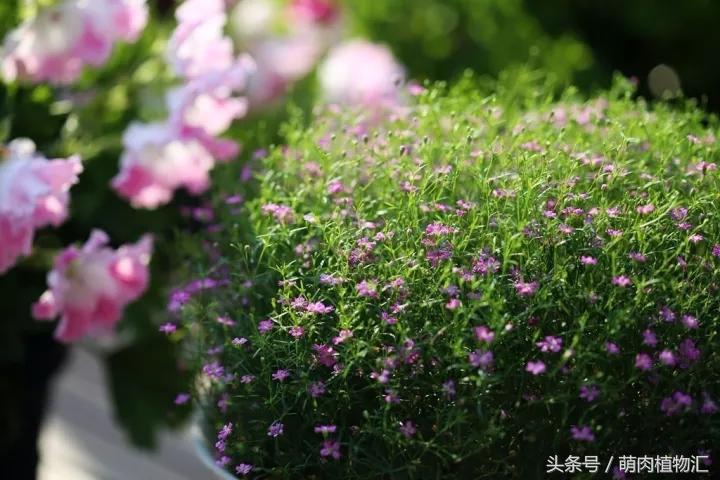10月适合养的草花 (适合北方的春季草花)