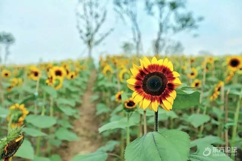 宁波秋天风景好的地方推荐,宁波秋天哪里有花海