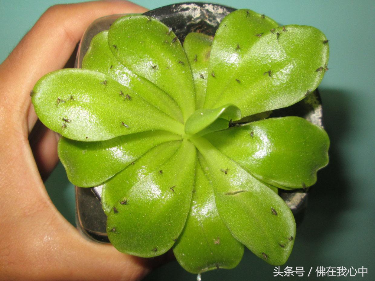 家里的植物长虫了,又不想打农药,可以试试这几种办法