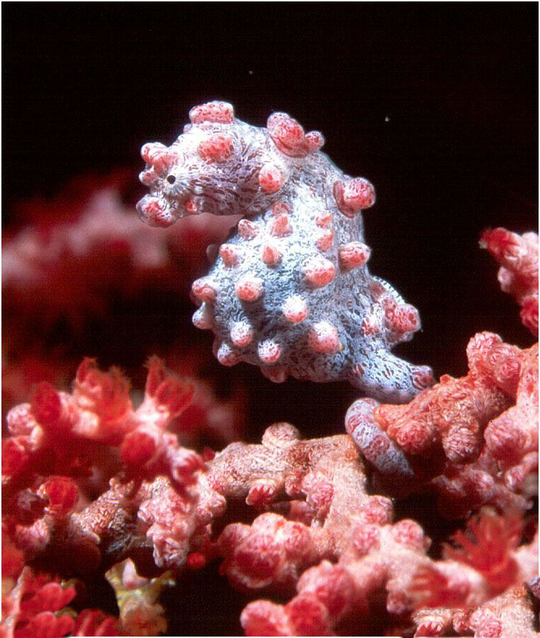 世界上体型最大的动物排行榜,世界十大体型最大的动物