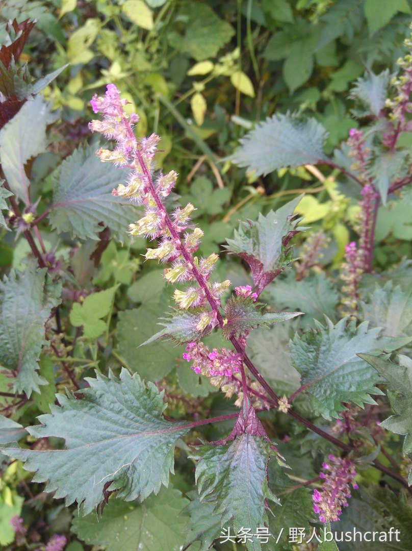 给孩子补充dha还需要补亚麻酸吗,想给孩子补充维生素和微量元素