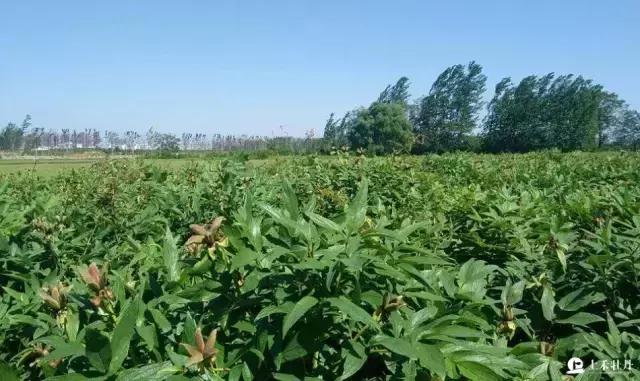 高邑处理结果的通报,高邑今年三奖一补还有吗