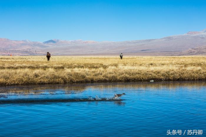 老司机眼中的西藏精髓,老司机西藏旅游