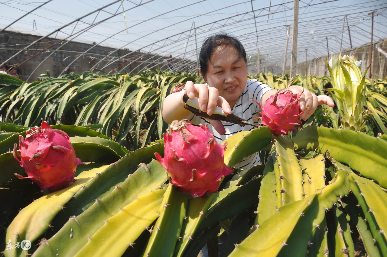 火龙果为什么很难吃,火龙果个头不大怎么办