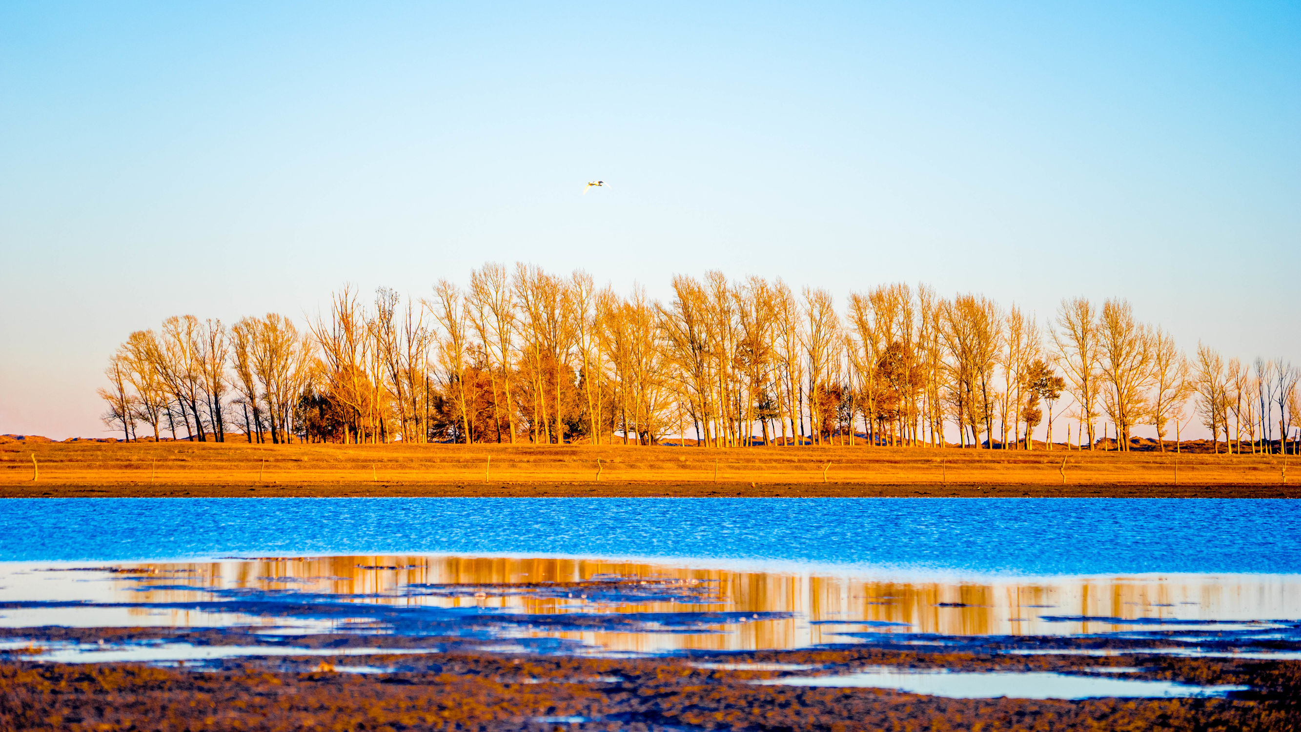 正蓝旗锡林郭勒大草原,正镶白旗天鹅湖