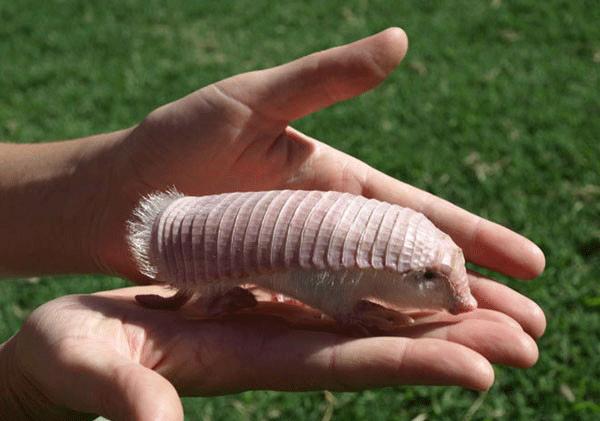 世界上体型最大的动物排行榜,世界十大体型最大的动物