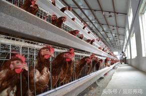 蛋鸡养殖模式哪个最好,未来几年蛋鸡养殖前景