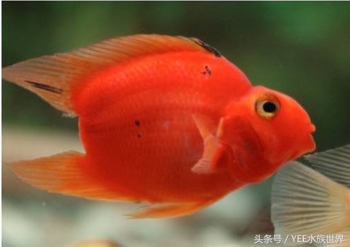 天地生化而成的精灵，一直在跟这些疾病搏斗