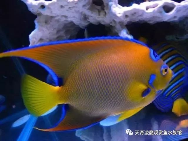不换水的海水缸，放入新鱼就死，什么情况？