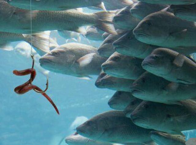 鱼进窝不下底怎么办,钓鱼鱼不开口的原因及解决方法