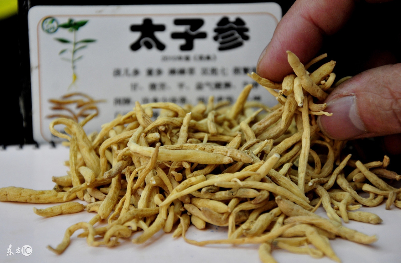 健脾补气，养阴生津，全面认识太子参！