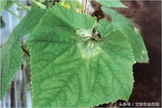 早疫病和晚疫病怎么区别,哪些病害属于晚疫病