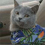 保大保小的正确方法,保大保小问题的真实案例