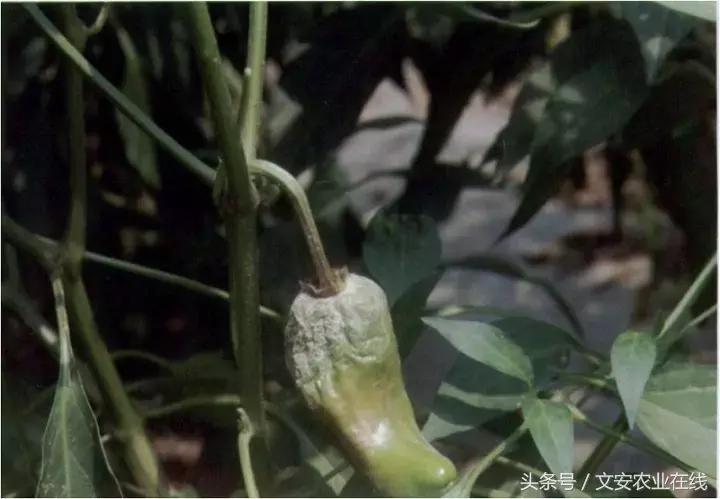 早疫病和晚疫病怎么区别,哪些病害属于晚疫病