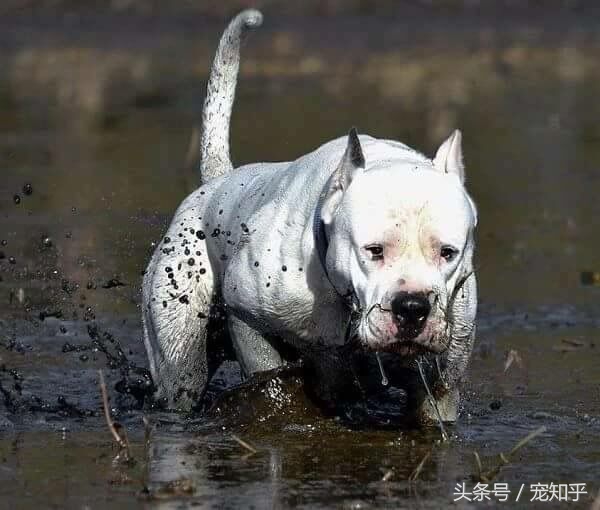 杜高犬在国内为什么会被淘汰呢,杜高犬的弱点