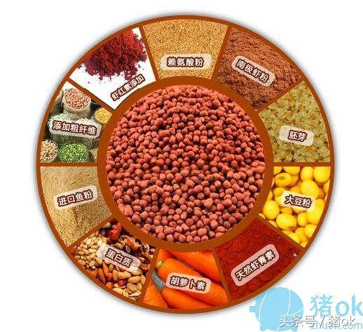 鸡饲料可以喂猪吗,养鸡喂饲料成本大还是玉米成本大