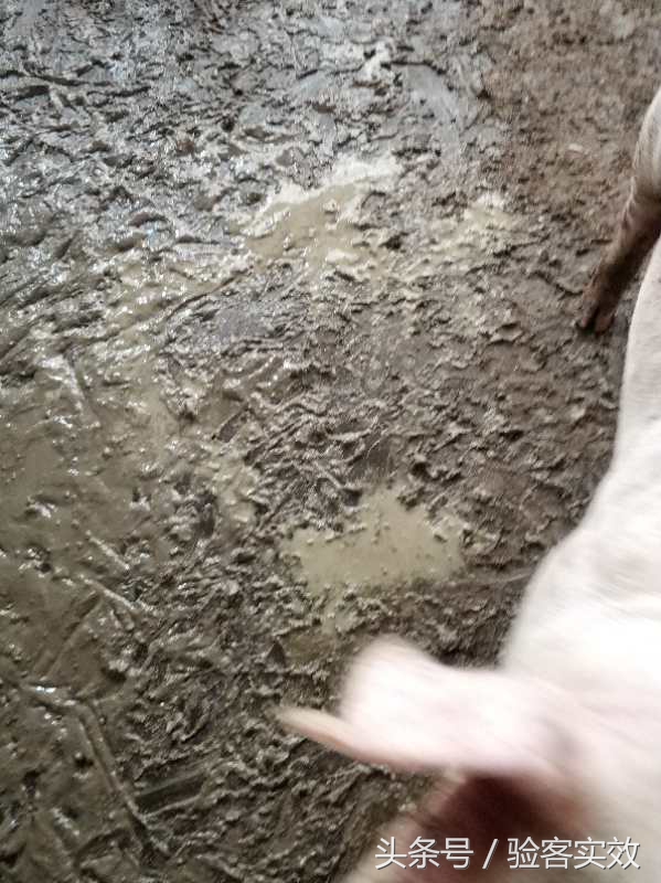 猪群腹泻严重怎么控制,仔猪病毒性腹泻最快解决方法