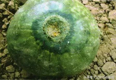 早疫病和晚疫病怎么区别,哪些病害属于晚疫病