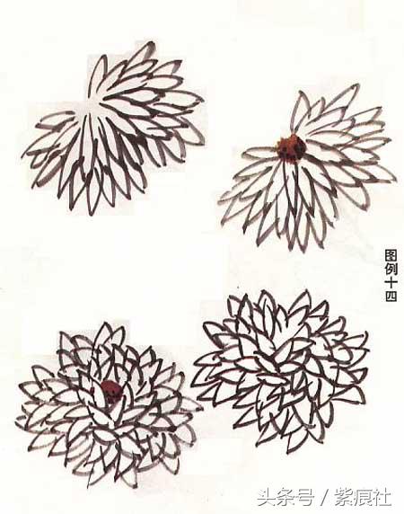 国画中球形菊花怎么画好看,名家画菊花的简单画法