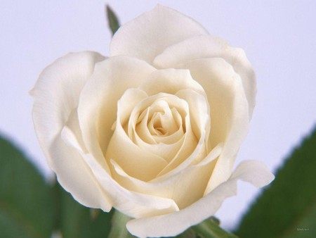 不同颜色的玫瑰花花语是什么,不同颜色的玫瑰花花语代表什么