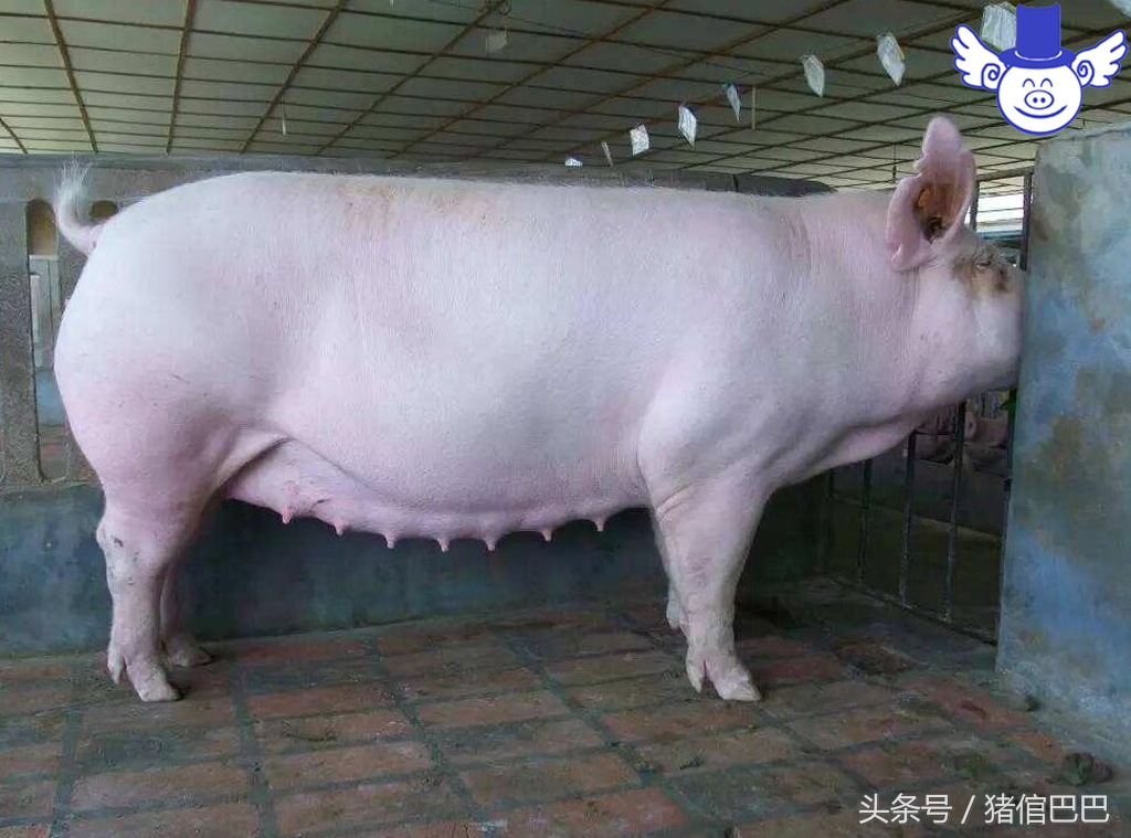 猪感冒了打针怎么操作,给猪输液好还是打针好