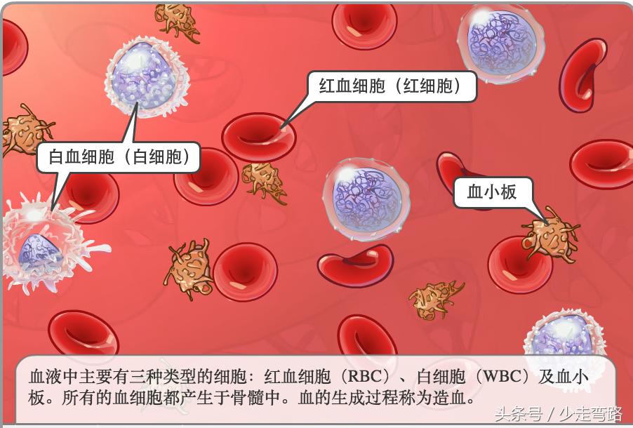 急性淋巴细胞白血病定义,小儿急性淋巴细胞性白血病