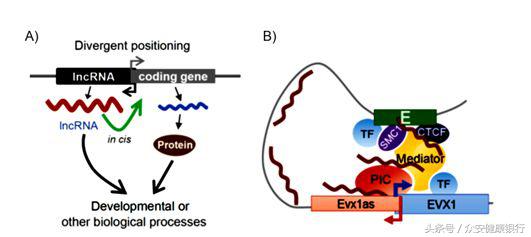 lncrna研究思路,如何研究lncrna的作用机制