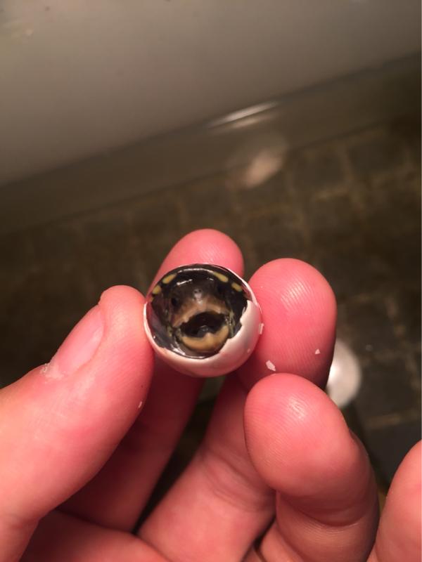 龟蛋买回家孵化温度湿度,龟低温孵化湿度