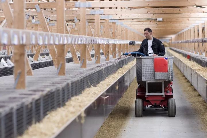 皮草是环保公敌吗,真假皮草有什么区别