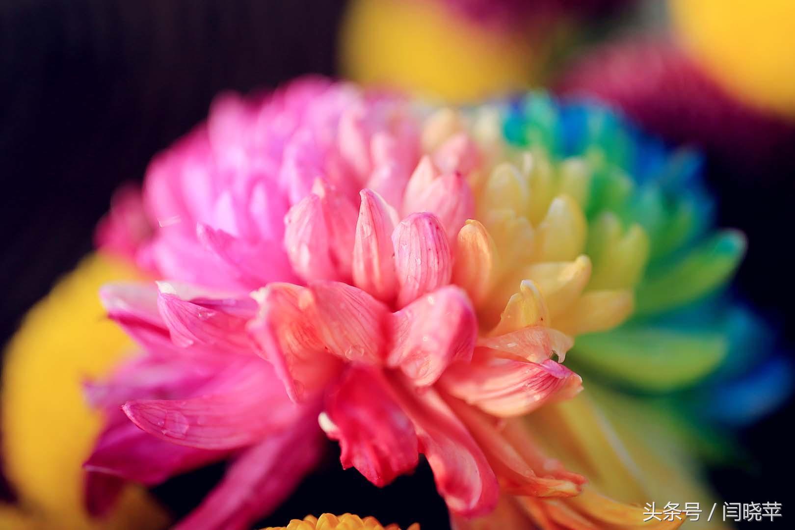 悠然菊影从何觅？南山菊姿下龙亭