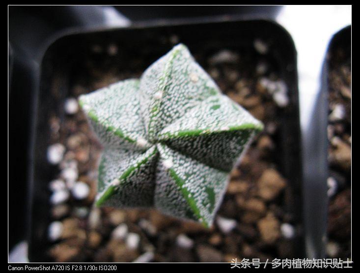 星球仙人球怎样繁殖,星球仙人掌如何养护