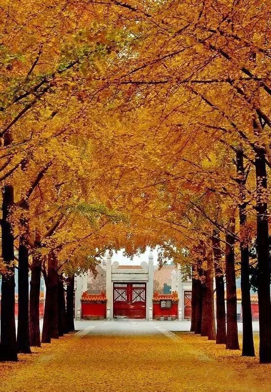 京城赏秋打卡胜地,京城赏荷最佳路线图