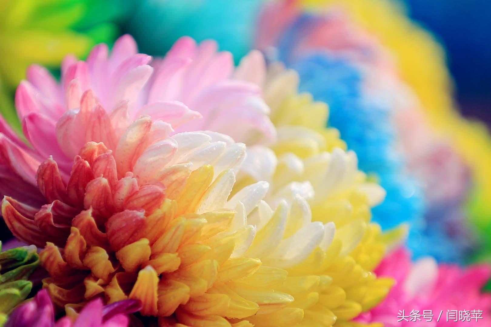 悠然菊影从何觅？南山菊姿下龙亭