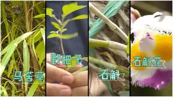 七彩飘香云南芒市,正宗凤庆滇红之明前金丝滇红