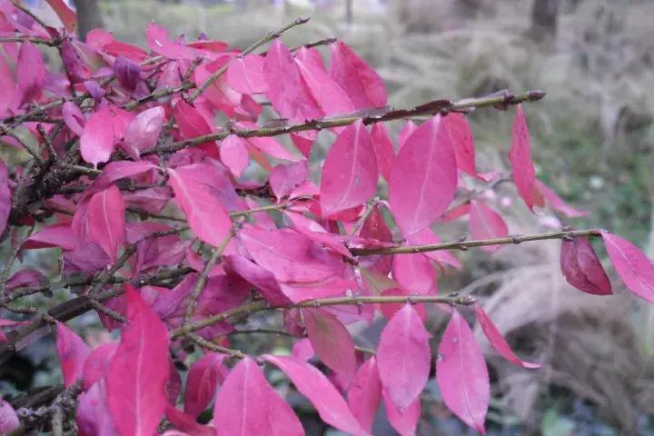 真弓卫矛盆景修剪伤口要处理吗,卫矛树盆景如何才能开花结果